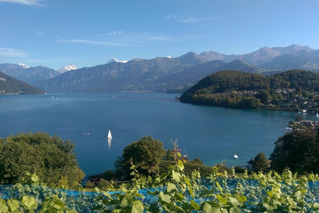 Blick nach Osten (Rtg. Interlaken) von den Rebbergen auf den Thunersee und die Alpen