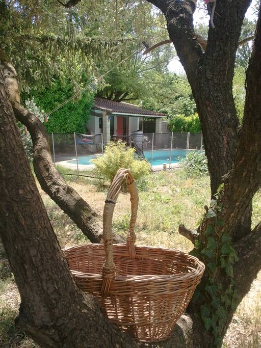 Partie ombragée du jardin