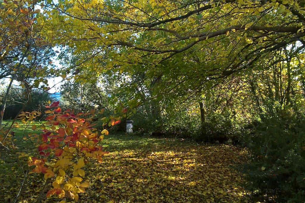 Uno scorcio del nostro giardino dove poter passeggiare e rilassarsi immergendosi nel verde della natura