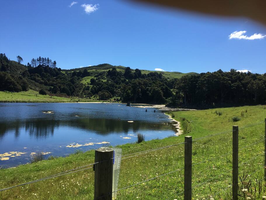 Our lake is home to a variety of water fowl, including Canada geese, black swans, and native duck species. It’s a 5 minute walk from the B&B.