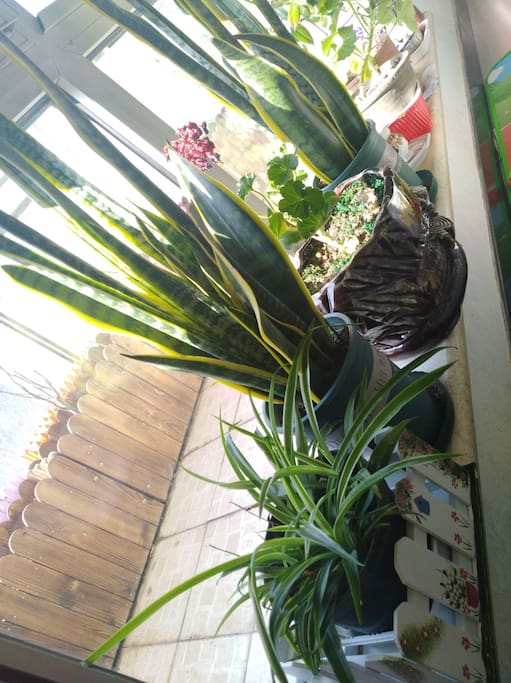 客厅阳台鲜花