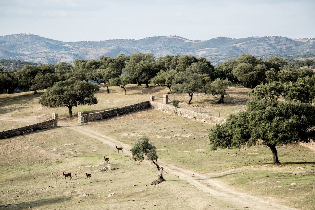 Venados en la cerca del cortijo