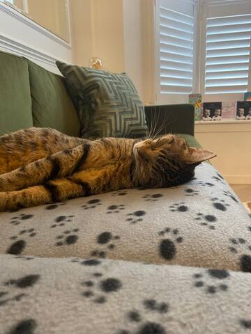 Modern 3 bedroom Victorian town house with garden gallery image 2