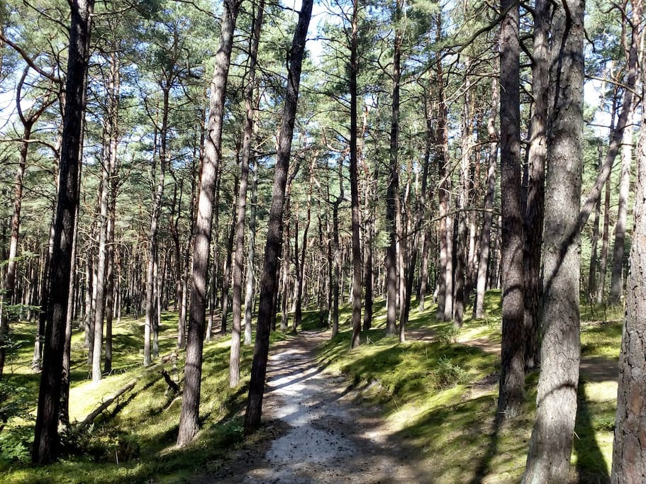 Droga na plażę / Way to the beach