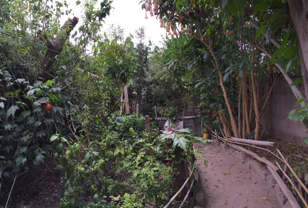 Jardín Botánico, Medicinal.
Medicinal Plants Garden.