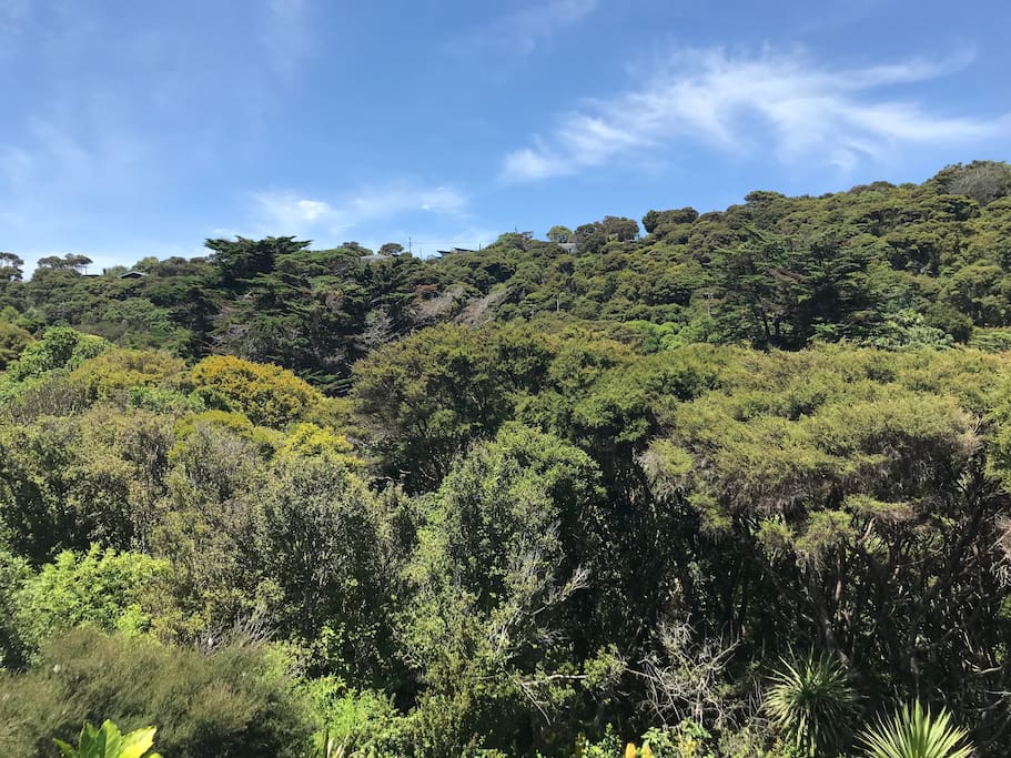 View to Makora reserve