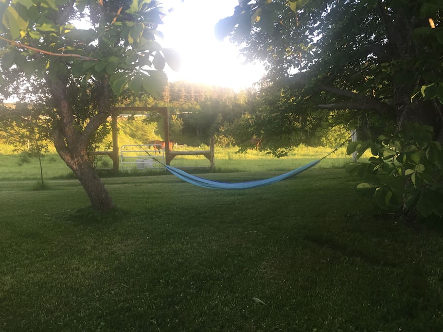 Lay in hammock to watch Special Guest and Village Jericho graze the field - so peaceful !! Dates available July 4th to 18th book them before they are gone !!