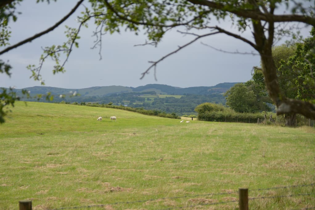 A view from the house