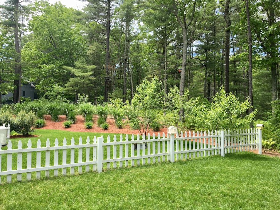 Rear View of Side Yard (Peach Trees)