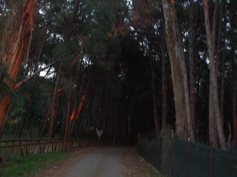 la pineta circostante