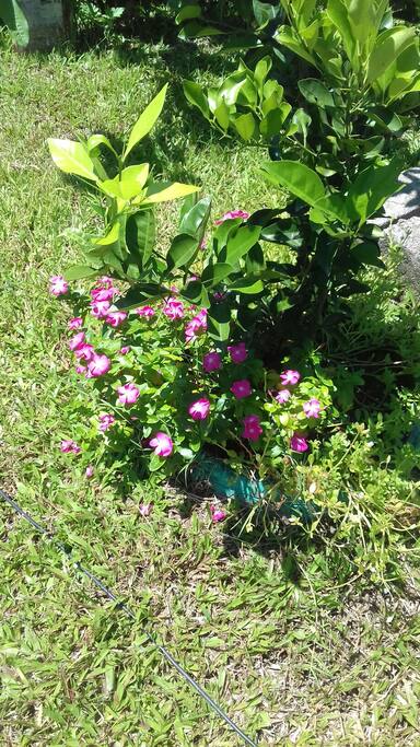 Jardim