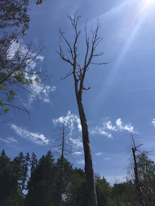 Stag tree in horse pasture facing south.