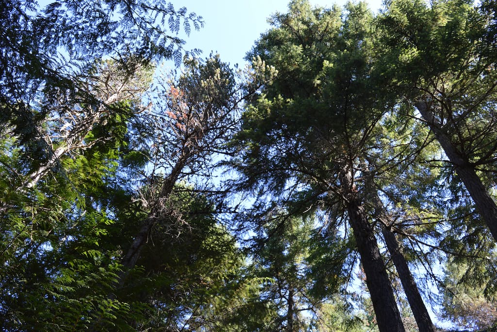 Surrounded by old growth forest