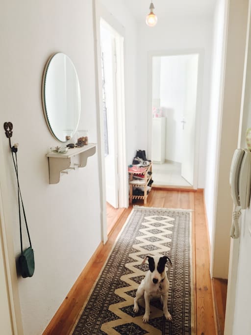 Hall, your bedroom is the second door on the left, & Izzie, my dog