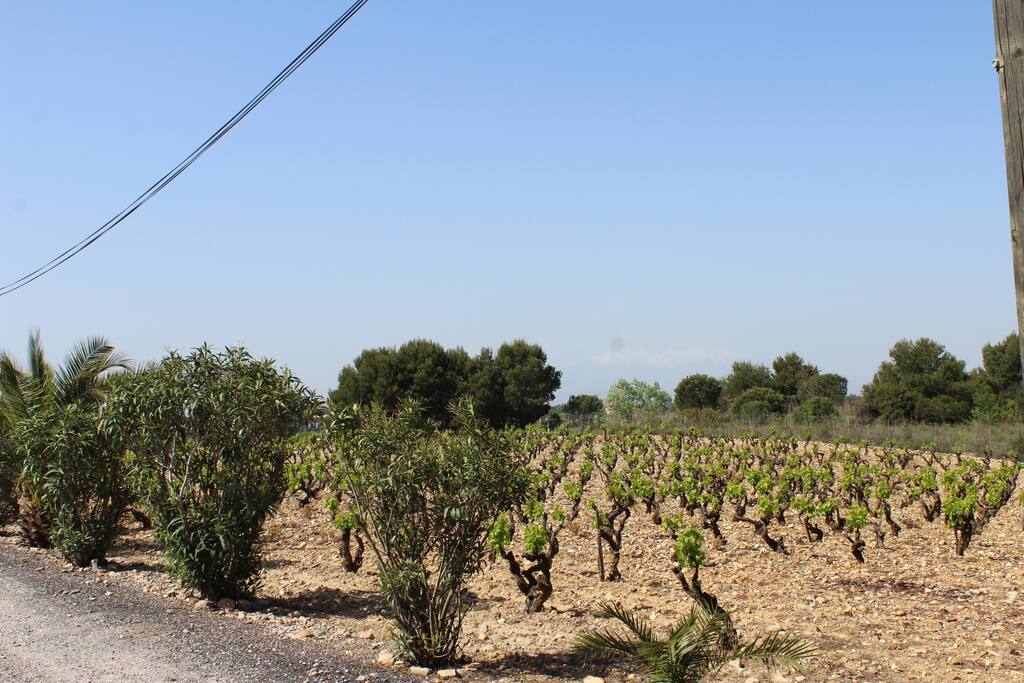 Vu sur les vignes et le Canigou