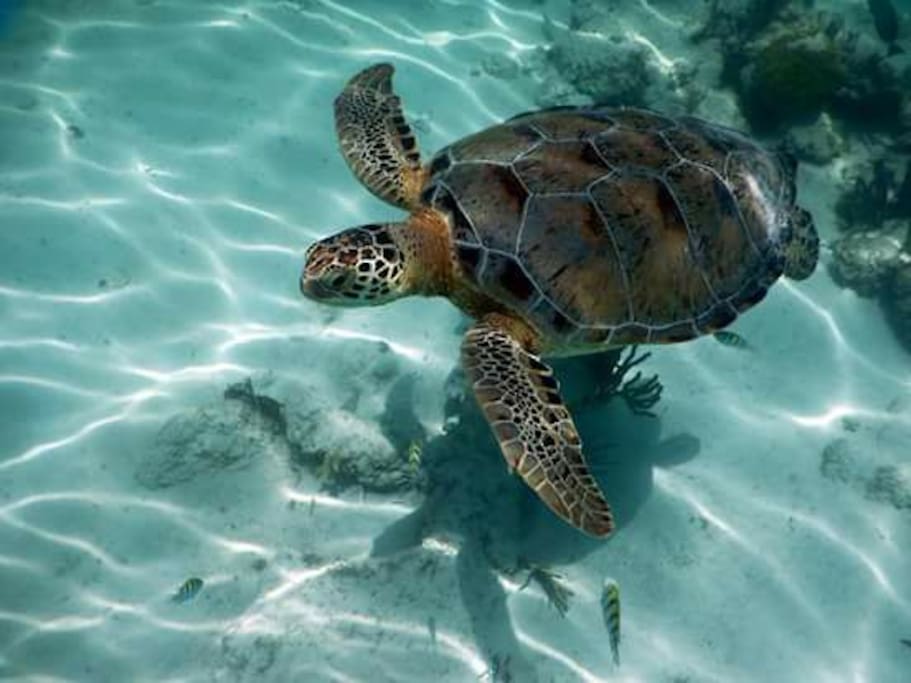 Swim with turtles in Akumal