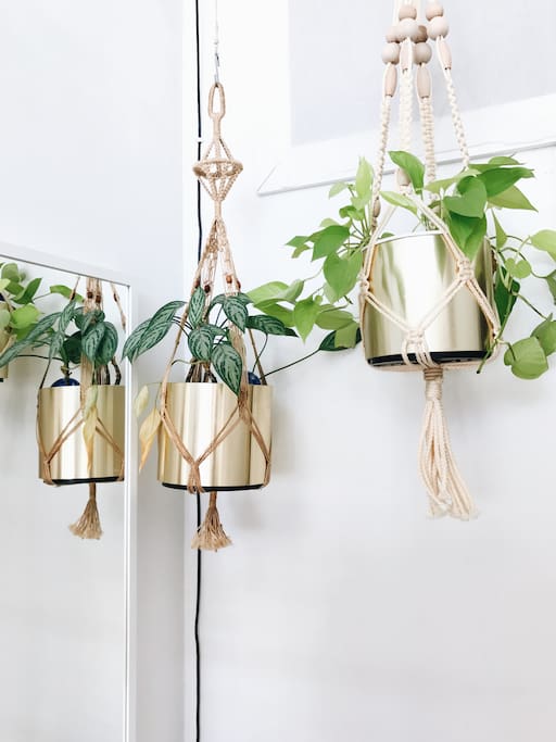 happy plants in the room :)