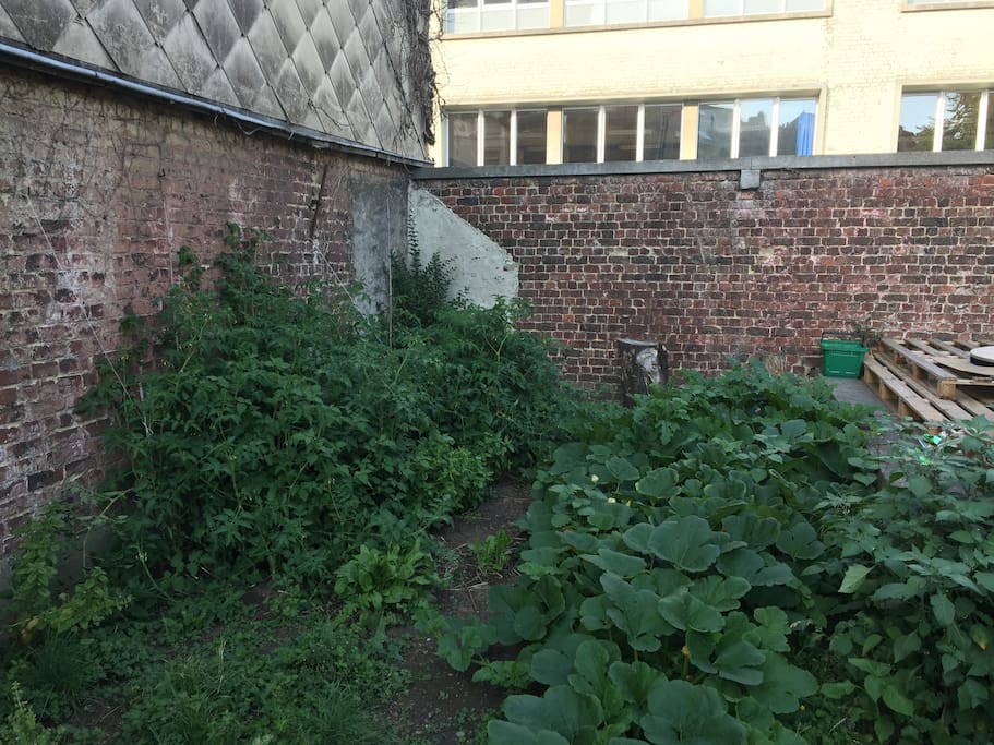 Le jardin potager