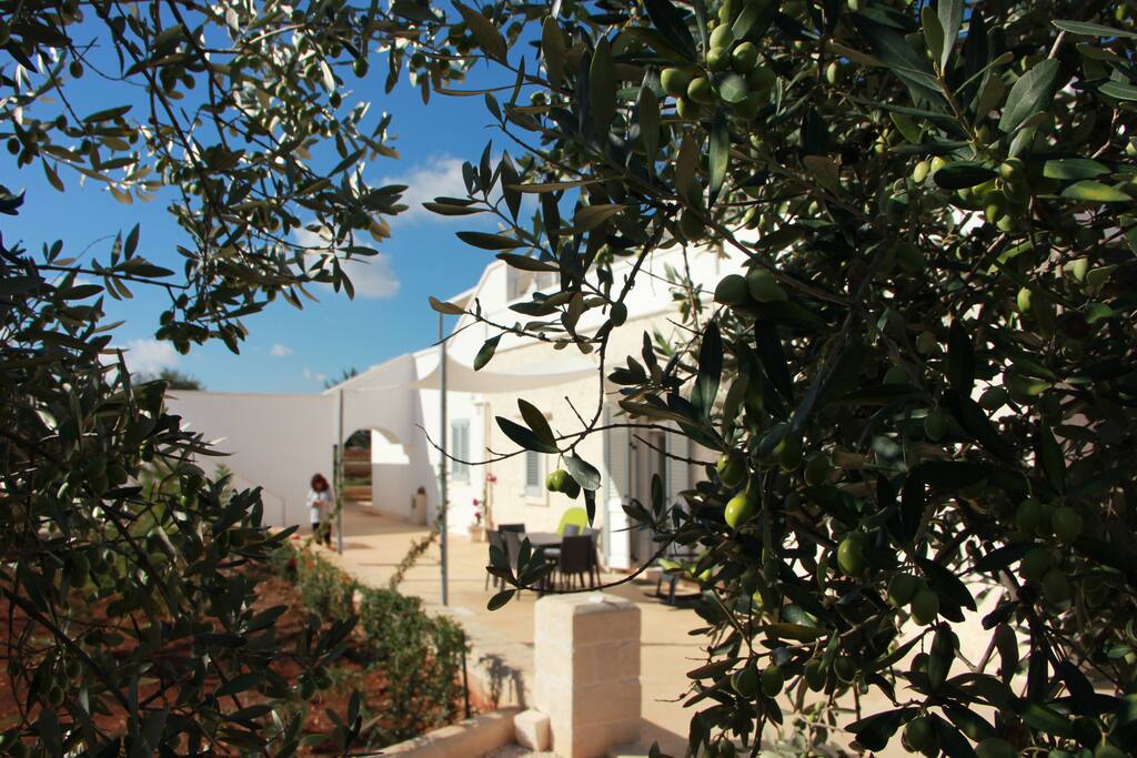 olive e olio Masseria Poesia