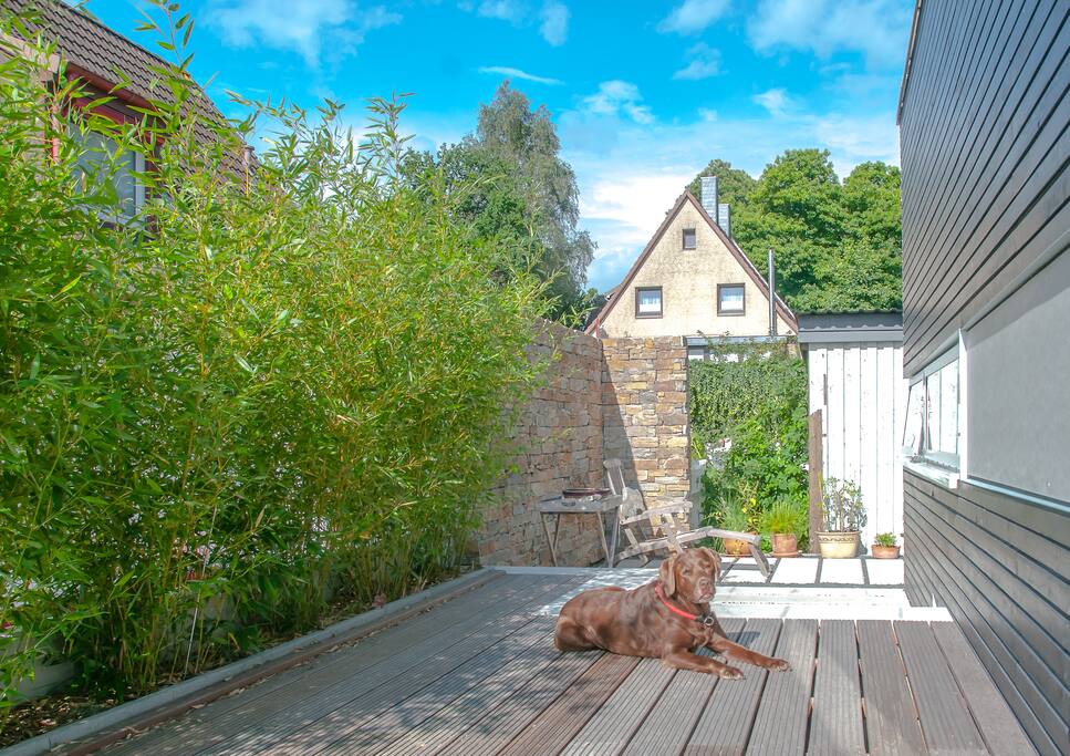terrace with dog ....