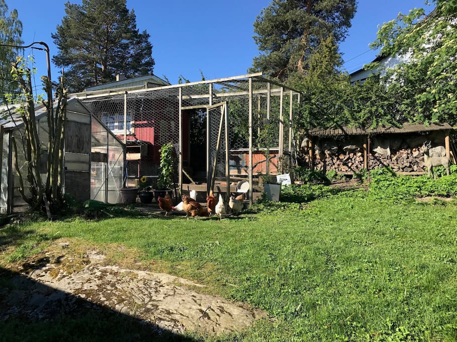 Our free range chickens