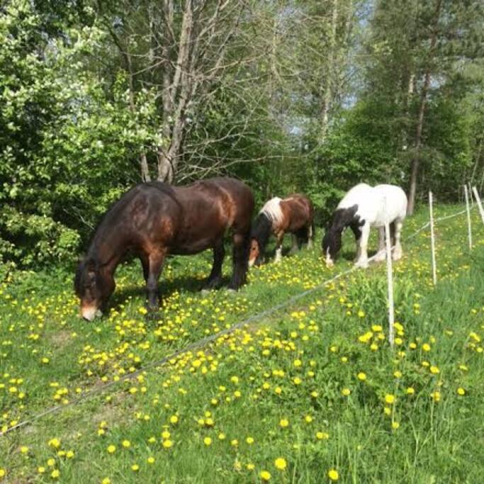 Hästarna på sommarbete