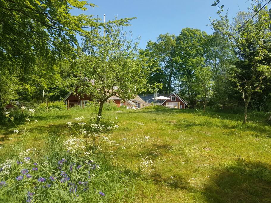 Garden with house in the back
