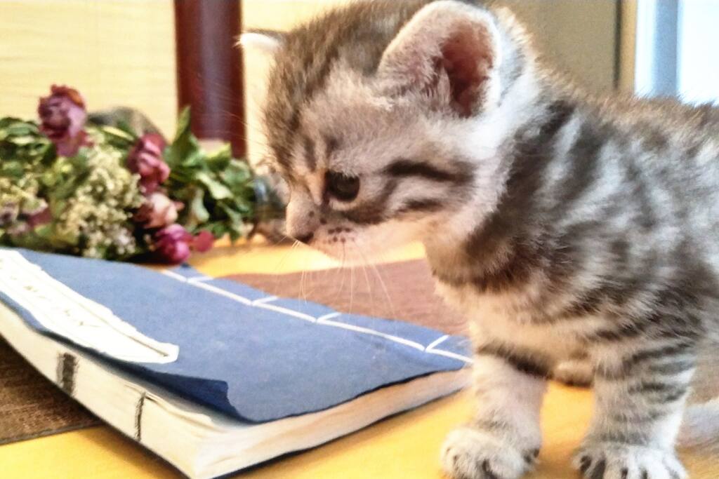 温顺的猫宝宝