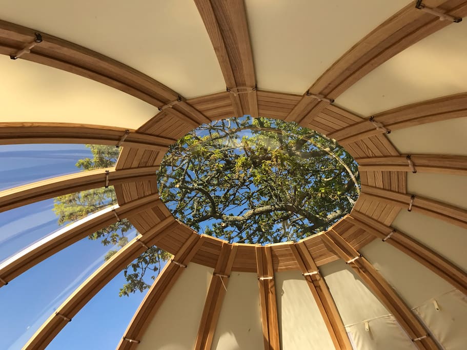 The Canopy wonder the stars