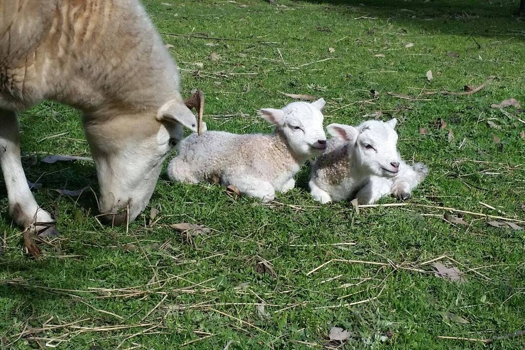 Enjoy our Peaceful Cosy Farm and lovely lambs playing in the garden. Near beach & shops, midway between City, Phillip Island, & Mornington Peninsula attractions.