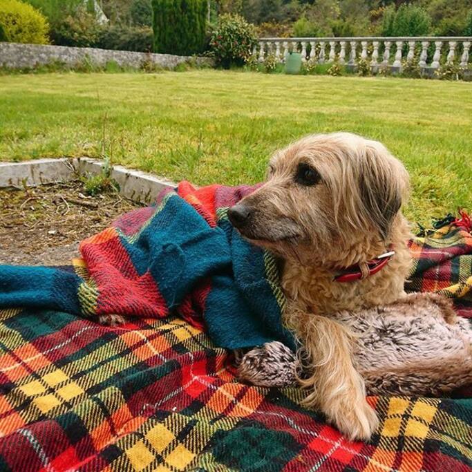Old Boy Benji, our favourite resident