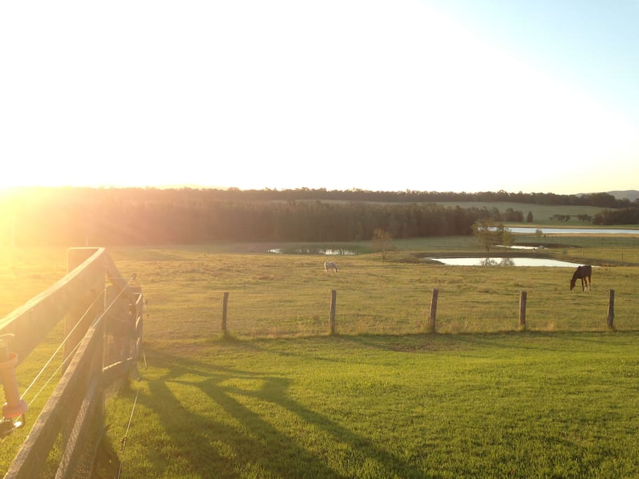 Looking into the horse paddock