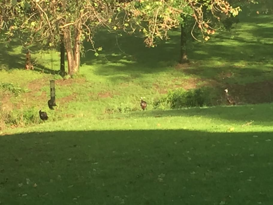 Multi-acre property presents opportunities to see deer and song birds.