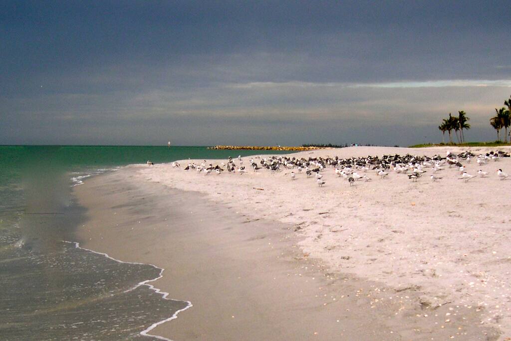 Captiva island is famous for it's beautiful quiet sandy beaches, breathtaking sunsets,sea shells & flocks of migrating birds.