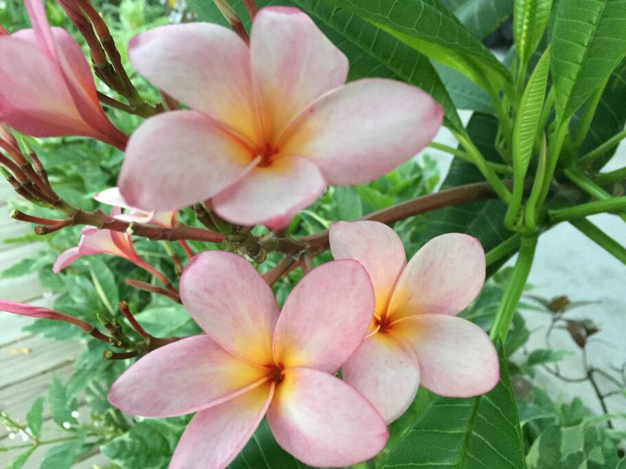 Immaculate gardens