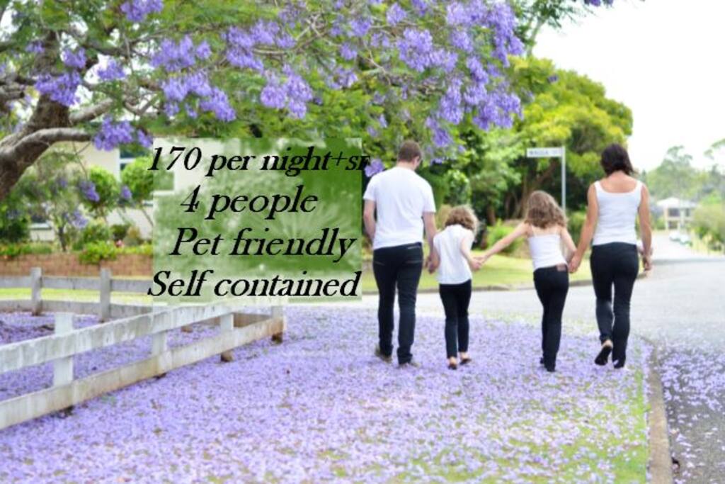 This Jacaranda is on location and is a beautiful sight when they blossom.