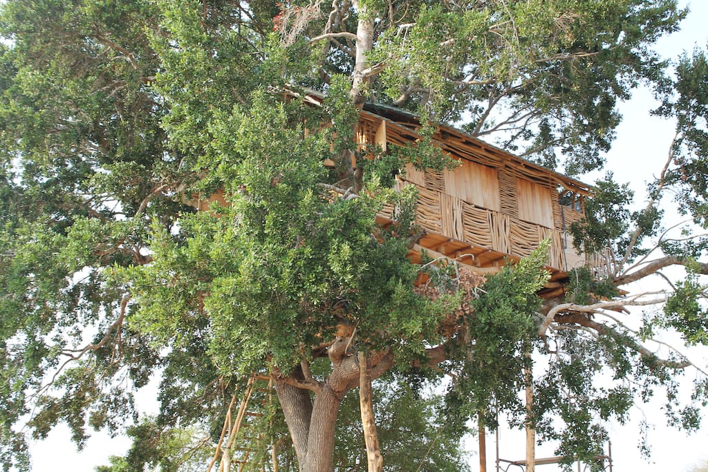 Treehouse