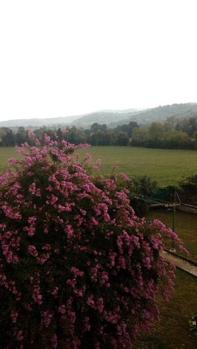 Vue de la chambre sur le jardin / view from the room to the garden