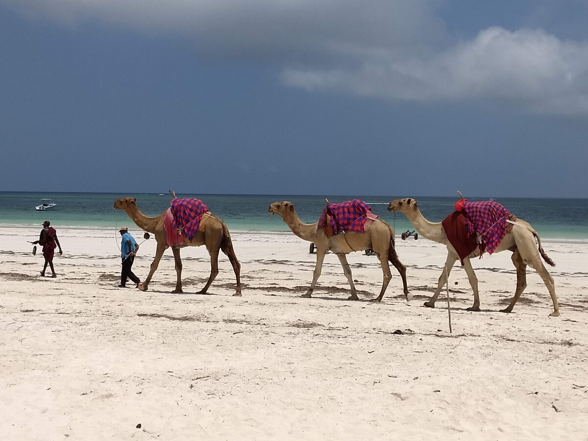 Three camels, adorned with colorful blankets, walk along the sandy beach. The ocean is visible in the background, with gentle waves lapping at the shore under a partly cloudy sky. A person is seen walking alongside the camels, adding to the serene coastal scene.