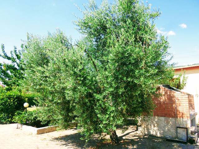 Appartamento estivo per 6 ospiti gallery image 5