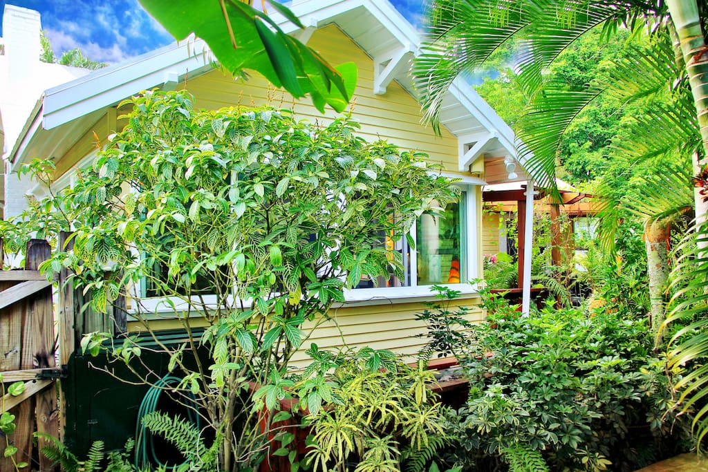 Tropical Plants on 3 sides of the house