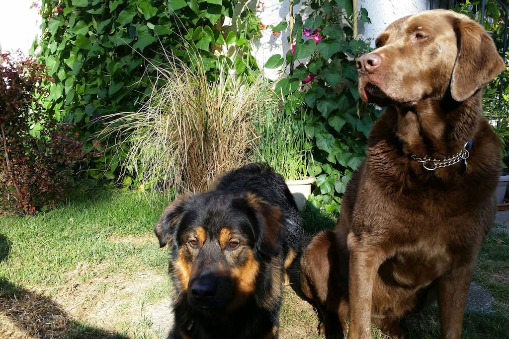 Kaluha and Tripp - the Pups