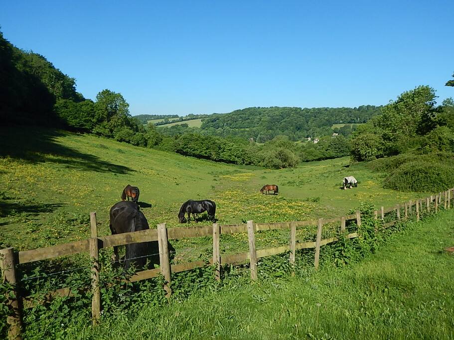 View from the front garden