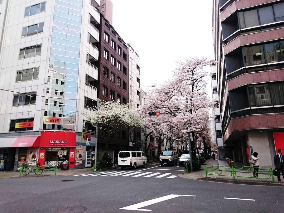 sakura