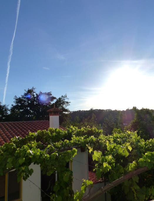 View from Studio Laranjeira