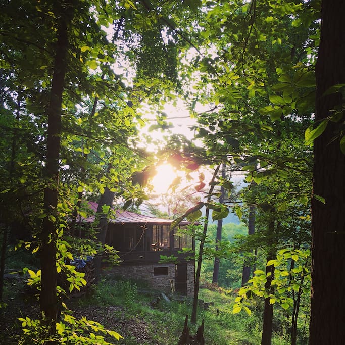 Summer morning of light and green