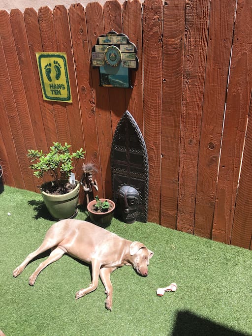 The Lucy dog enjoying the California sun on downstairs patio