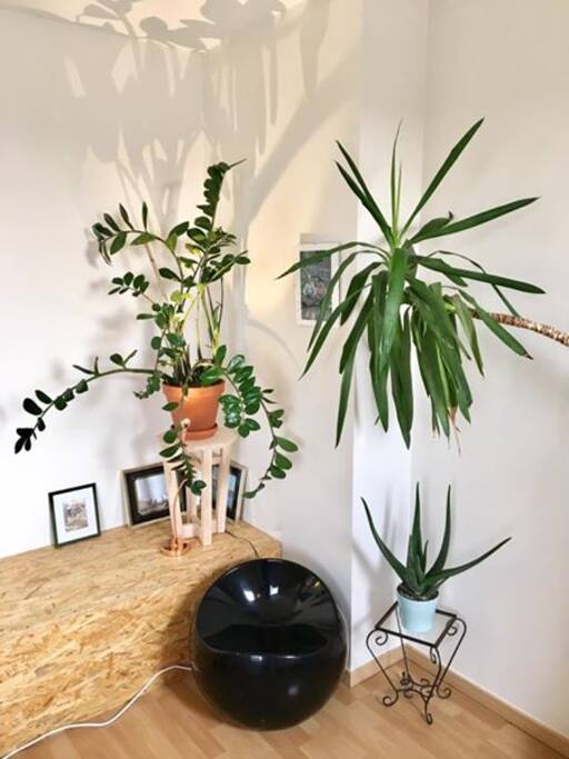 Présence de plantes dans tout le penthouse.