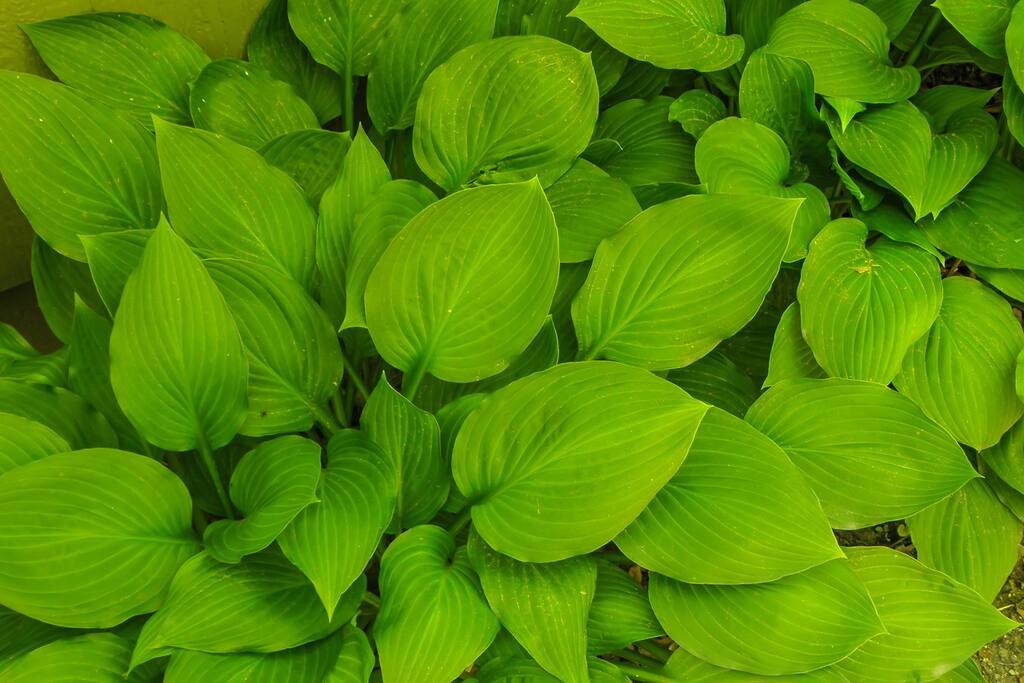 Foliage - Hostas