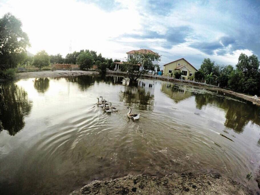 Pond View